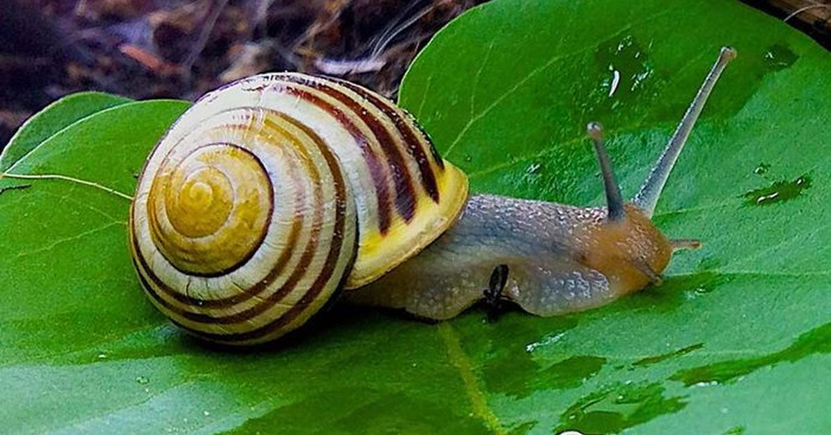 Vivid image of the Slug, or Bekicot in Indonesian context.