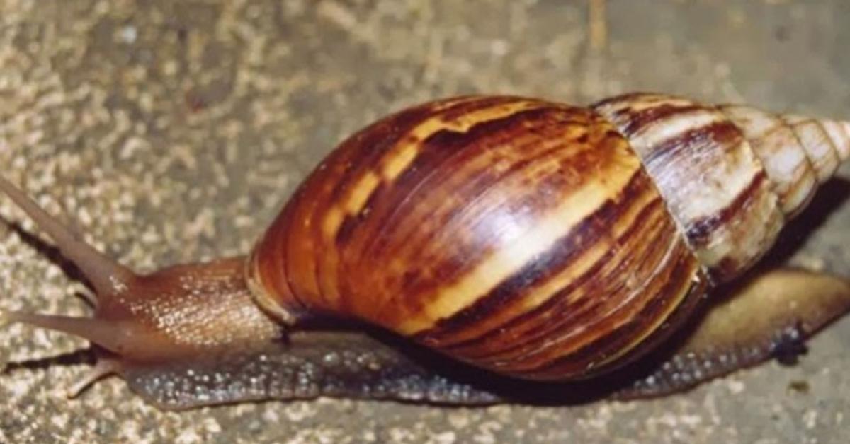 Vibrant snapshot of the Slug, commonly referred to as Bekicot in Indonesia.