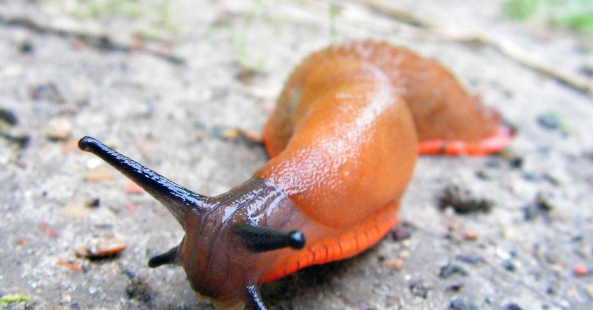 Vibrant snapshot of the Slug, commonly referred to as Bekicot in Indonesia.