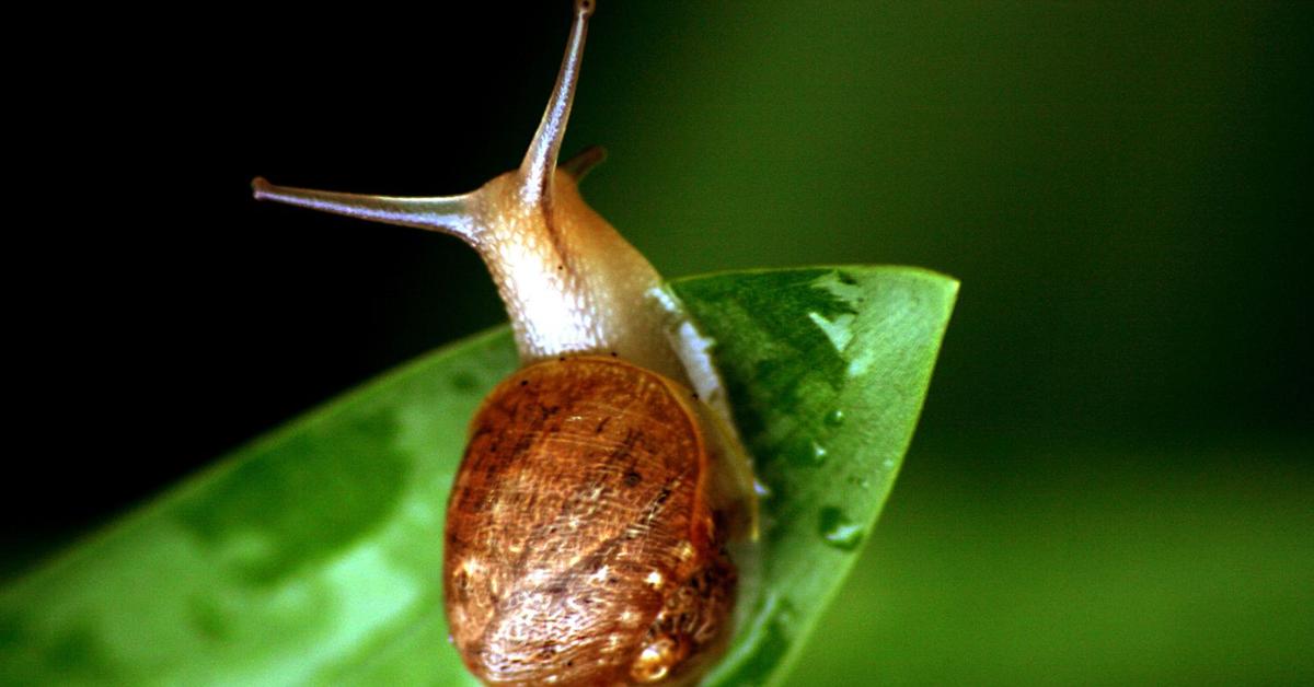 A beautiful representation of the Slug, scientifically Gastropoda.