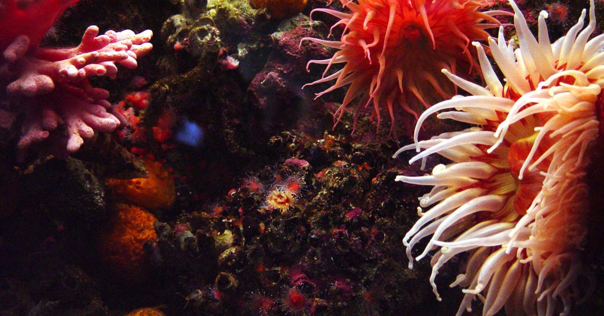 Visual of Sea Anemone, or Bunga Laut in Indonesian, showcasing its beauty.