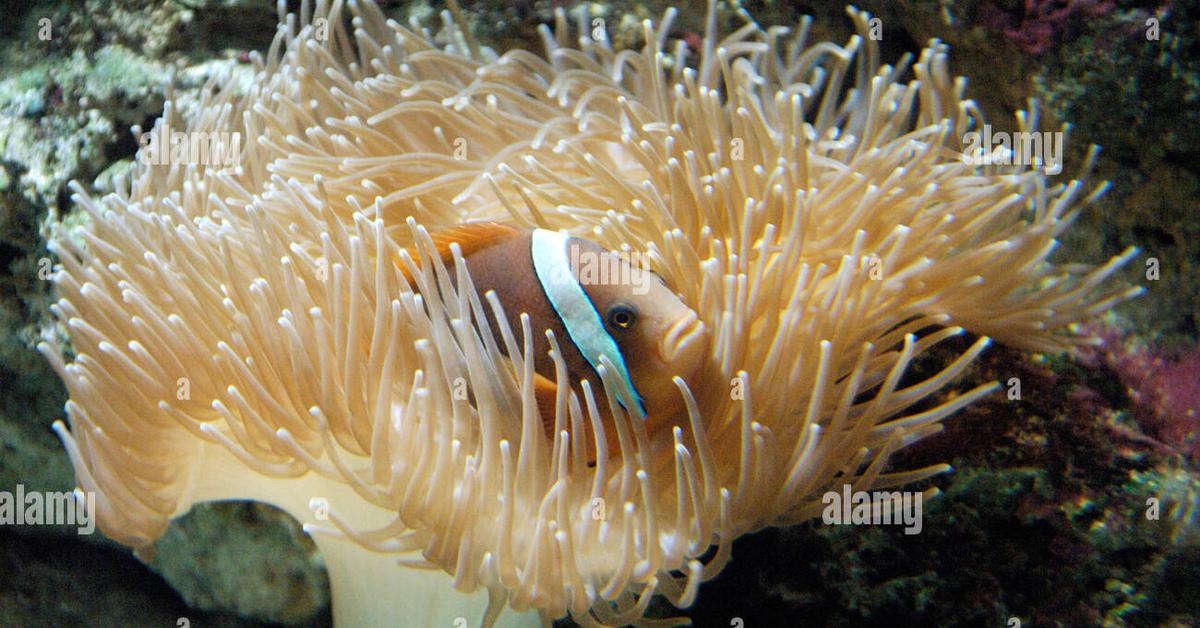 Enchanting Sea Anemone, a species scientifically known as Actiniaria.