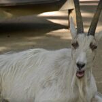 Unique portrayal of the Saanen Goat, also called Kambing Saanen in Bahasa Indonesia.