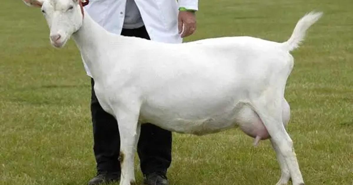 The fascinating Saanen Goat, scientifically known as Capra aegagrus hircus.