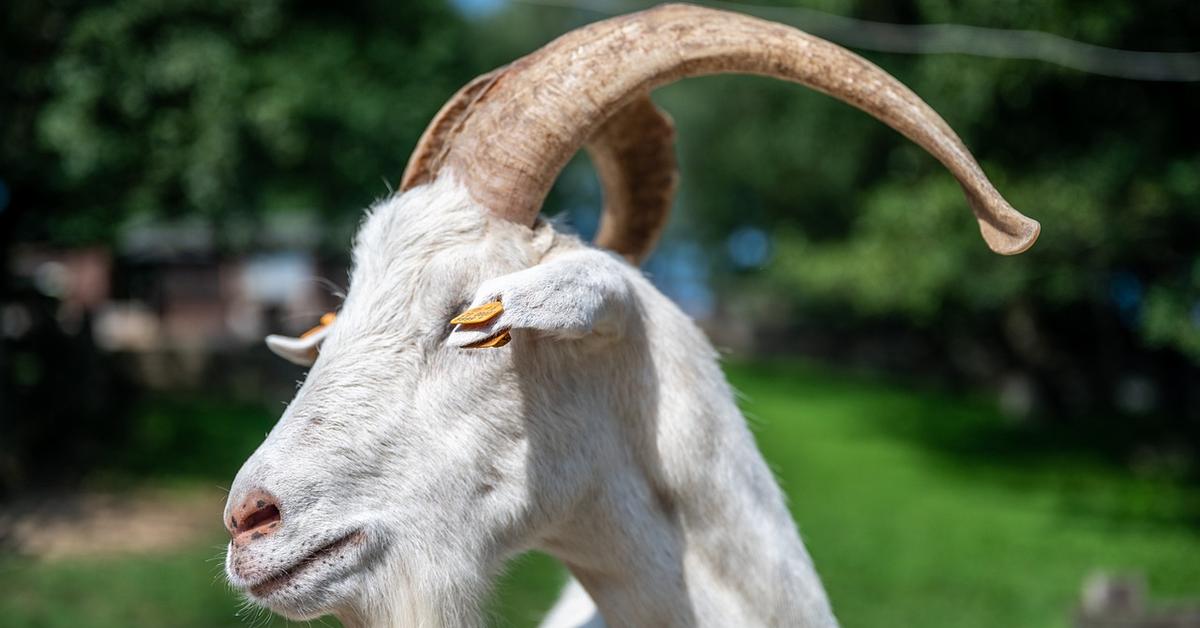 Photogenic Saanen Goat, scientifically referred to as Capra aegagrus hircus.