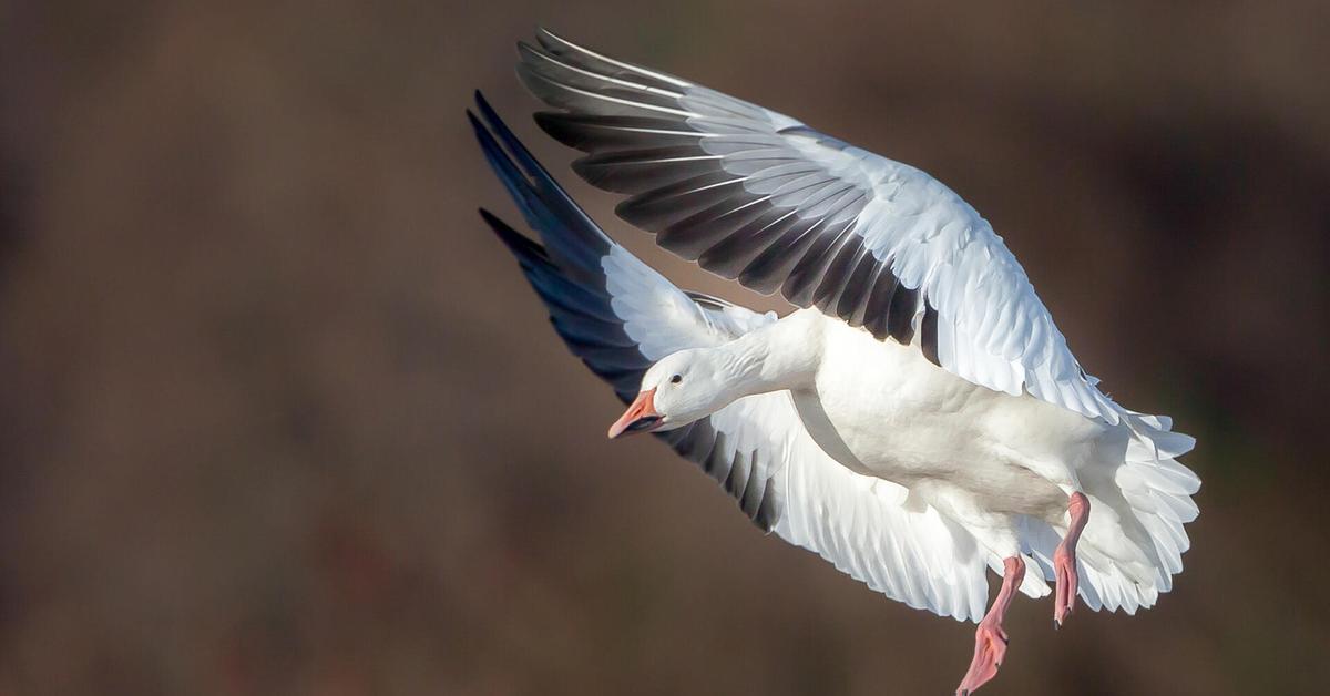 Stunning image of the Snow Goose (Anser caerulescens), a wonder in the animal kingdom.