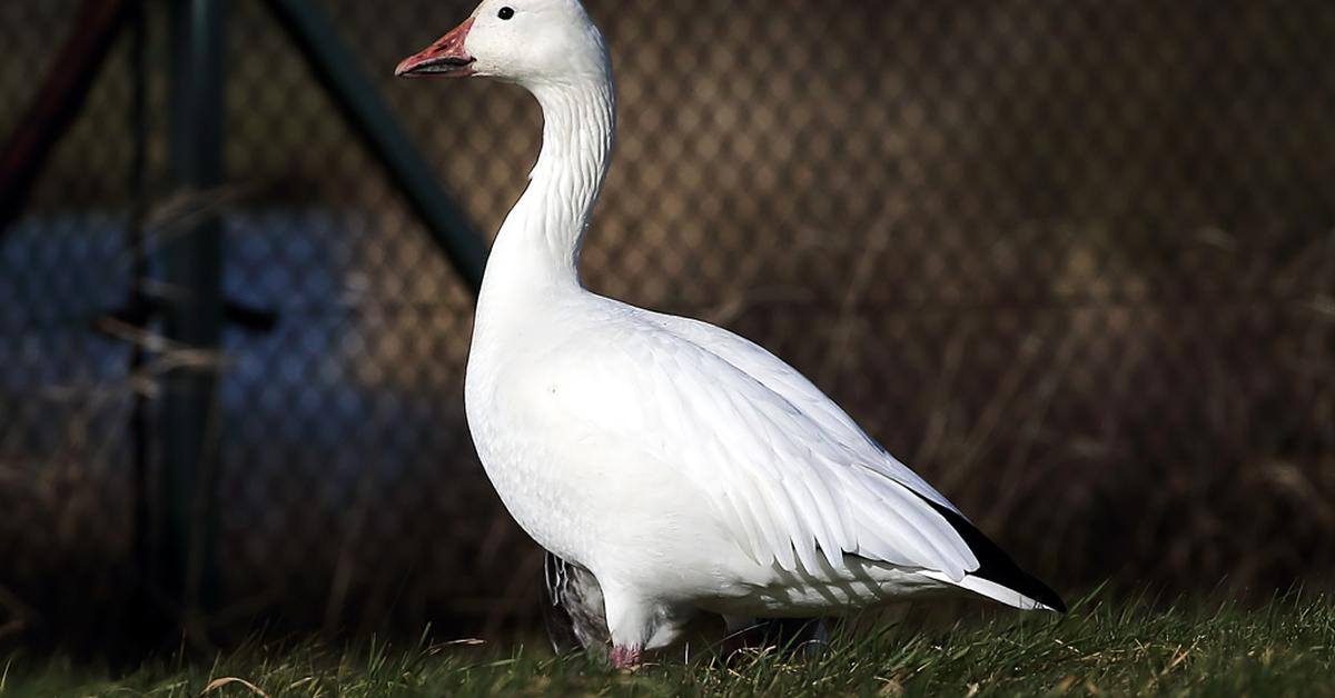 Splendid image of the Snow Goose, with the scientific name Anser caerulescens.