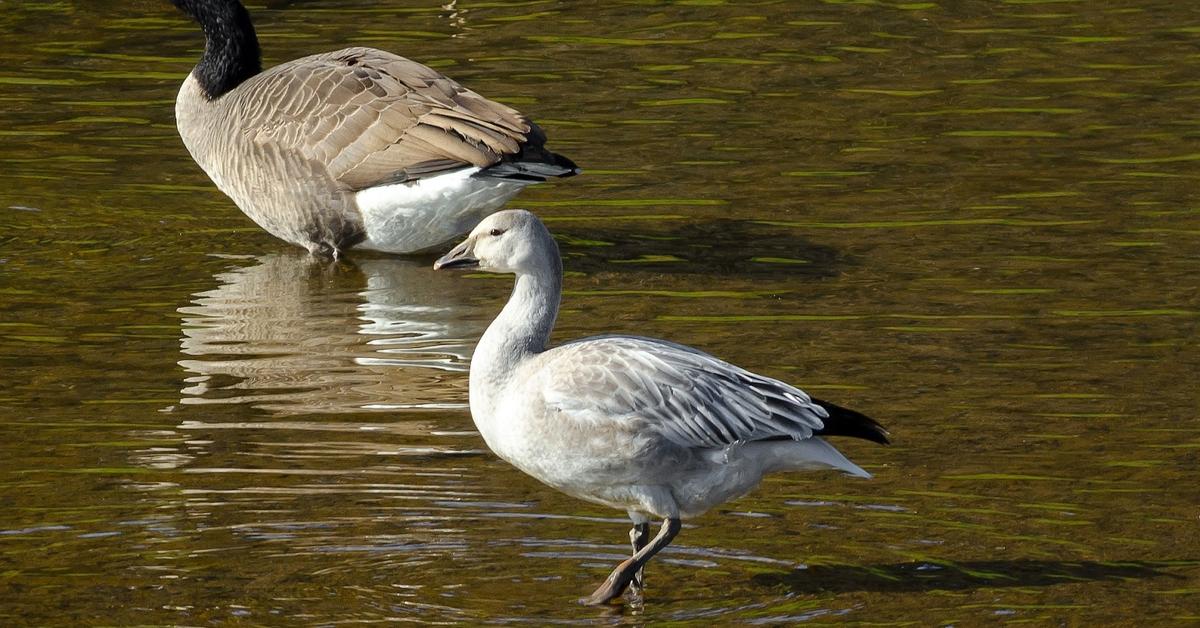 Insightful look at the Snow Goose, known to Indonesians as Angsa Salju.