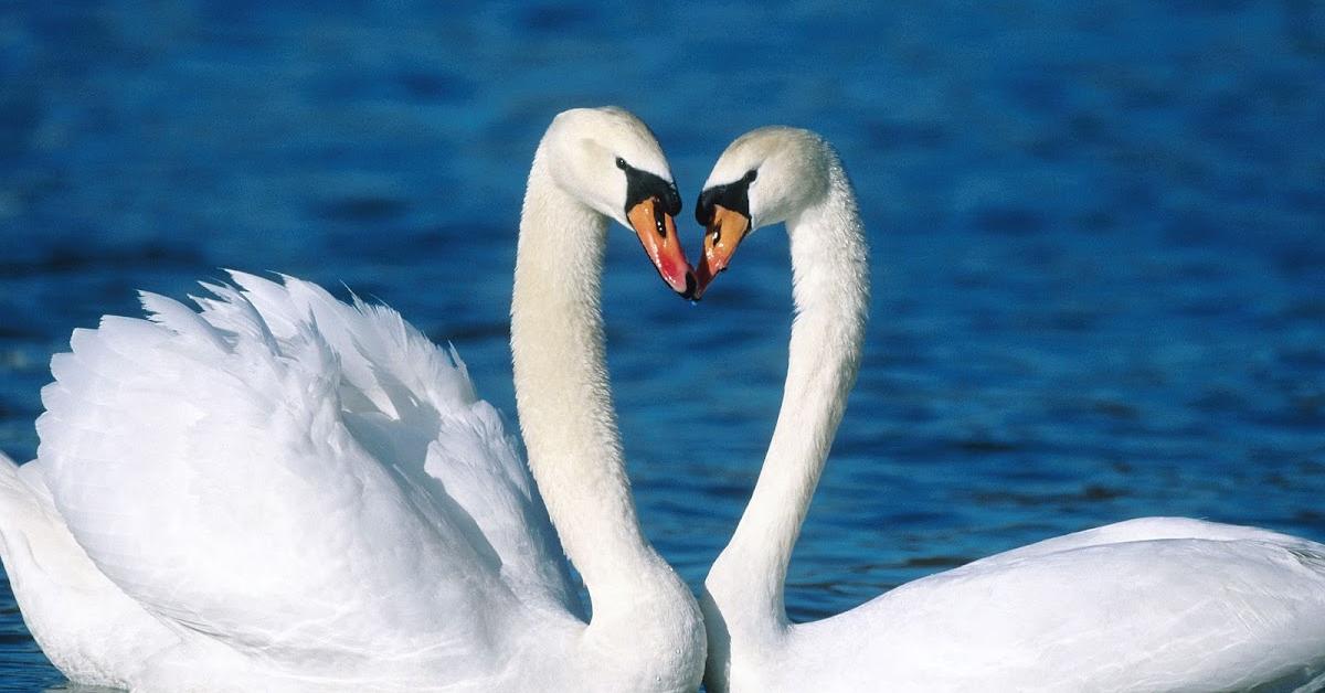 Close-up view of the Snow Goose, known as Angsa Salju in Indonesian.