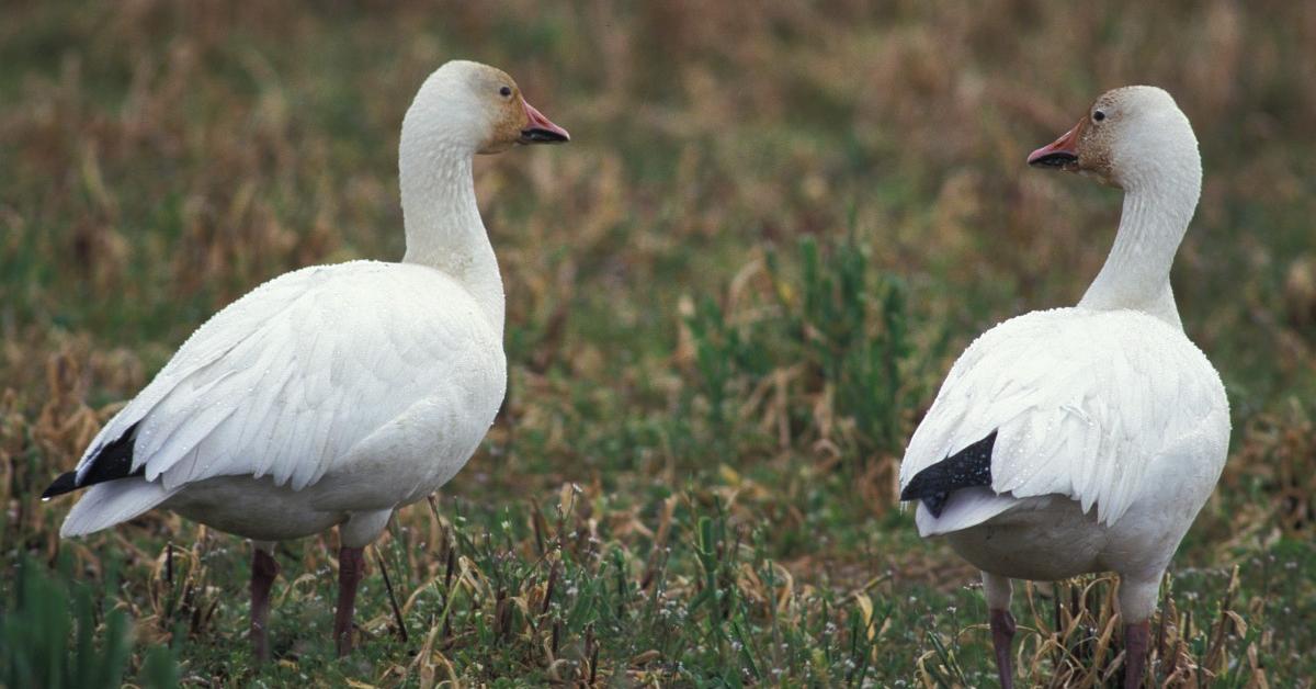 Striking appearance of the Snow Goose, known in scientific circles as Anser caerulescens.