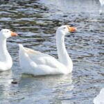 Elegant portrayal of the Snow Goose, also known as Anser caerulescens.