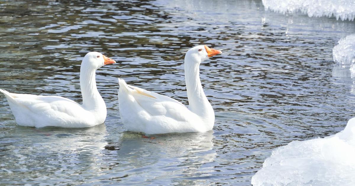 Elegant portrayal of the Snow Goose, also known as Anser caerulescens.