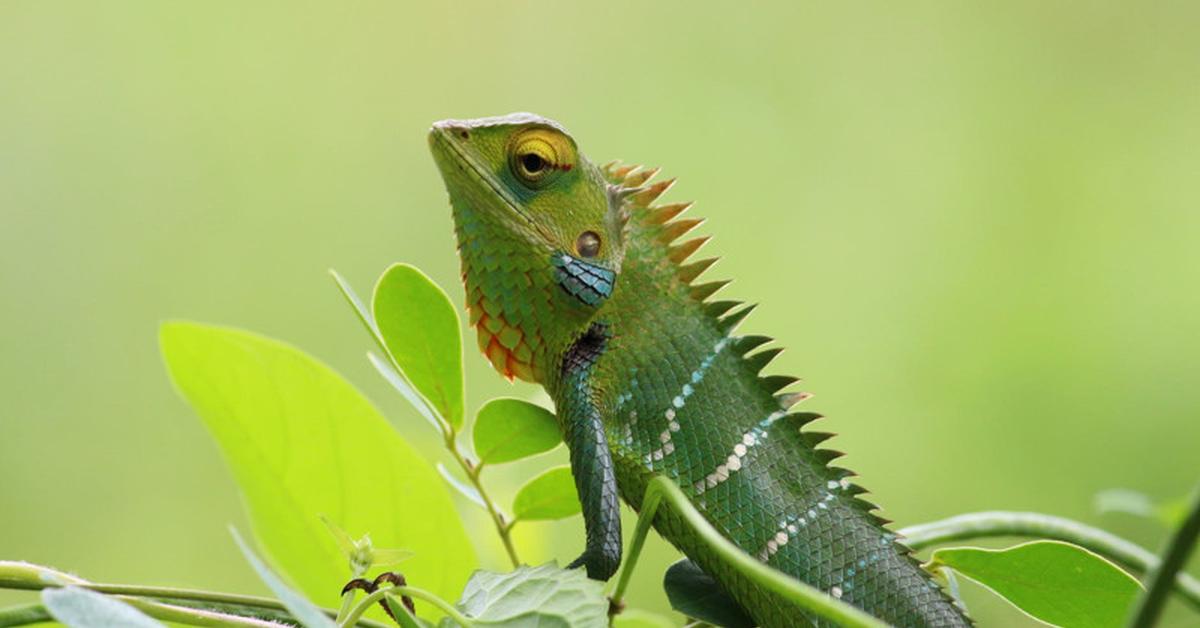 Captured moment of the Satanic Leaf-Tailed Gecko, in Indonesia known as Kadal Daun Berbentuk Setan.