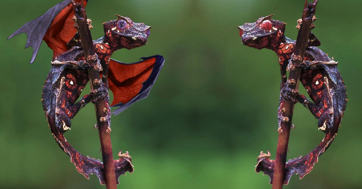 The elegant Satanic Leaf-Tailed Gecko (Uroplatus phantasticus), a marvel of nature.