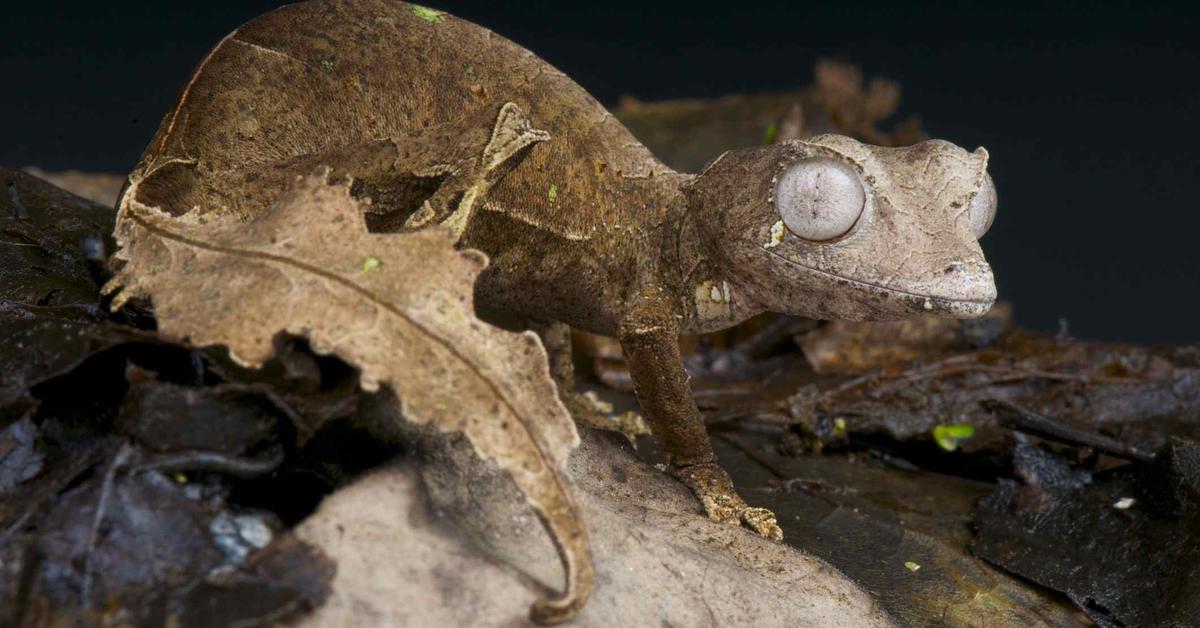 Portrait of a Satanic Leaf-Tailed Gecko, a creature known scientifically as Uroplatus phantasticus.