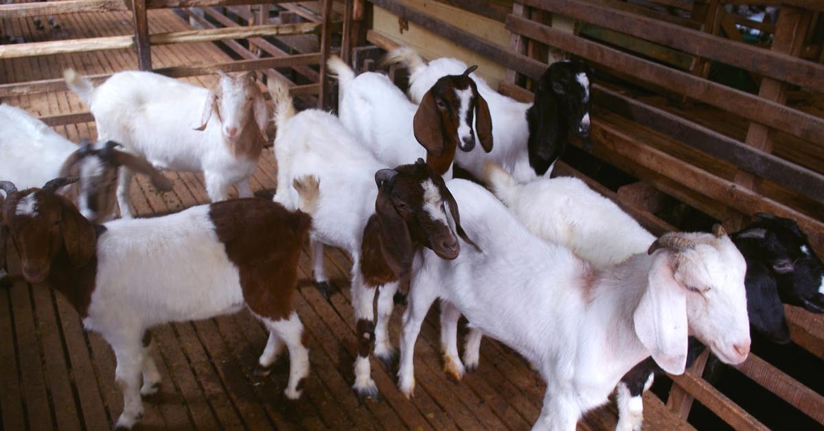 Dynamic image of the Savanna Goat, popularly known in Indonesia as Kambing Savanna.