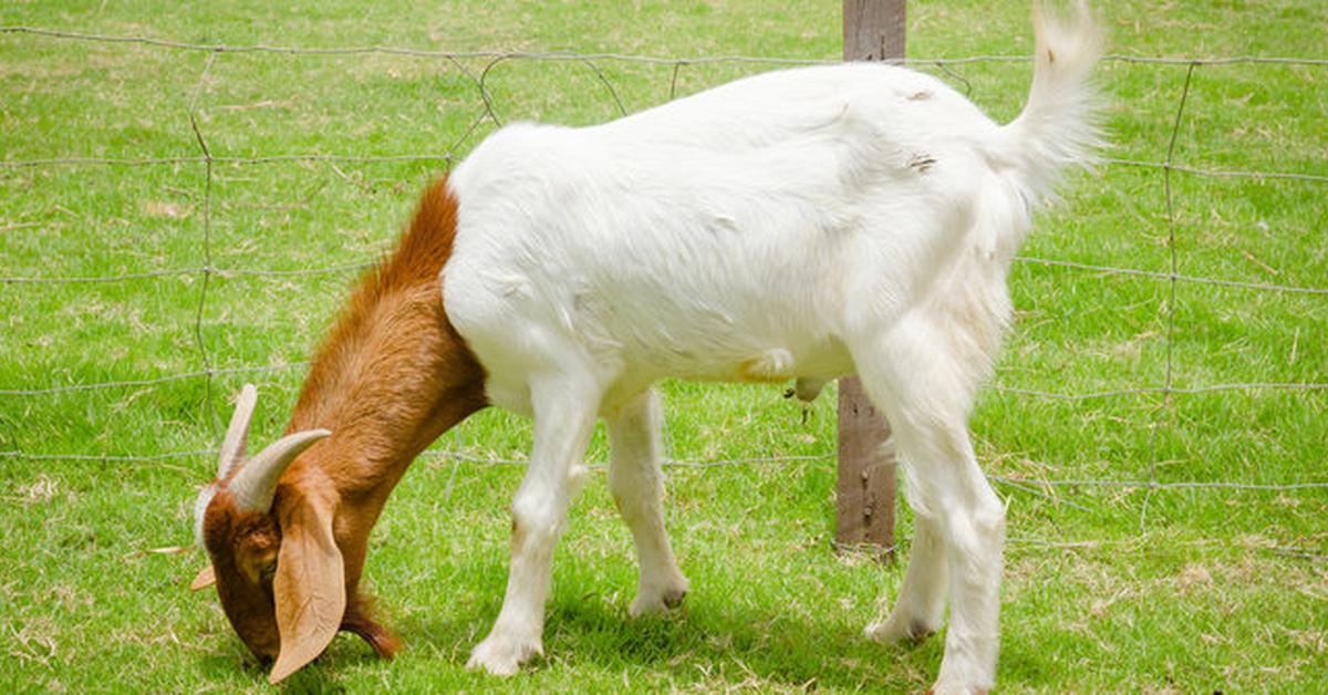 The Savanna Goat, an example of Capra hircus, in its natural environment.