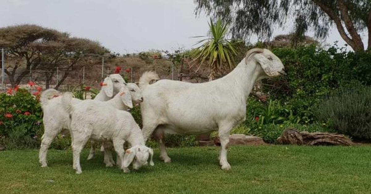 Natural elegance of the Savanna Goat, scientifically termed Capra hircus.