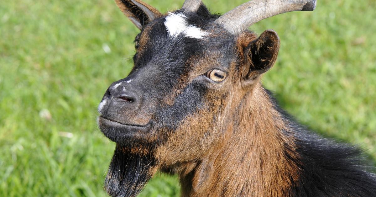 Picture of Savanna Goat, known in Indonesia as Kambing Savanna.