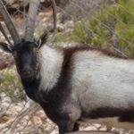 Glimpse of the Savanna Goat, known in the scientific community as Capra hircus.