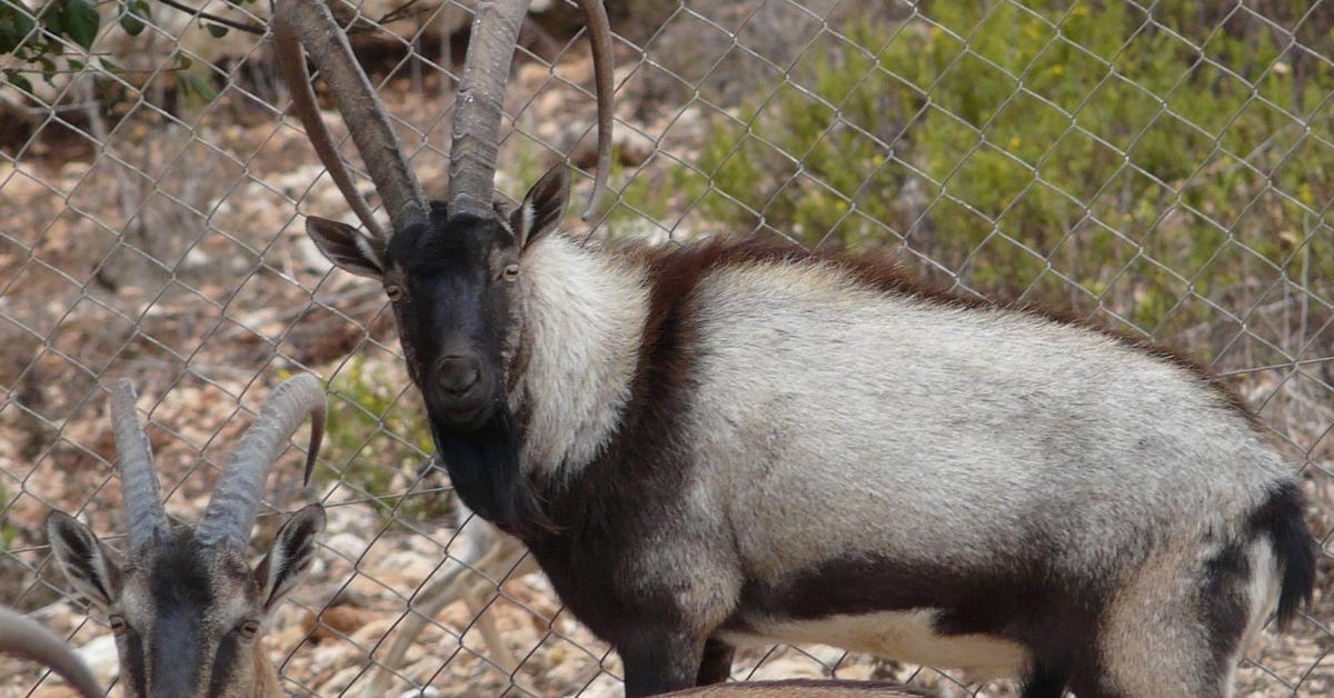 Glimpse of the Savanna Goat, known in the scientific community as Capra hircus.