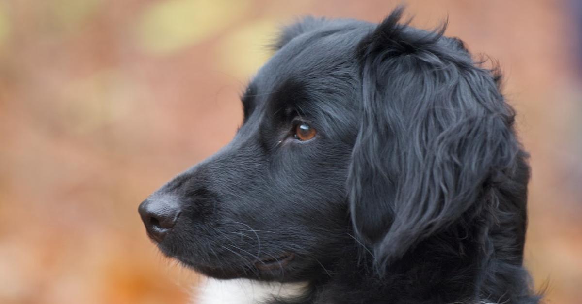 Vivid image of the Stabyhoun, or Anjing Stabyhoun in Indonesian context.