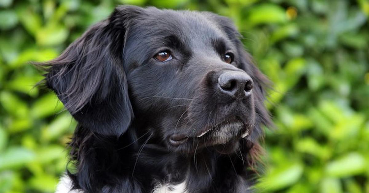 Captivating presence of the Stabyhoun, a species called Canis lupus.