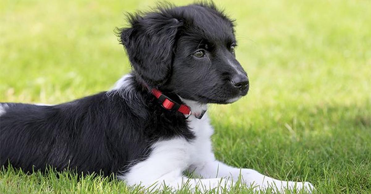 A beautiful representation of the Stabyhoun, scientifically Canis lupus.