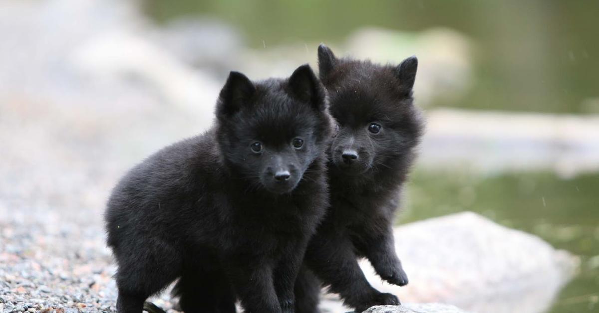 Snapshot of the intriguing Schipperke, scientifically named Canis lupus.