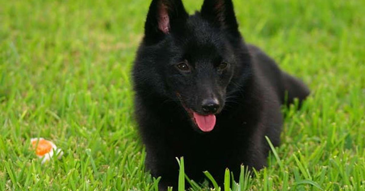 Photogenic Schipperke, scientifically referred to as Canis lupus.