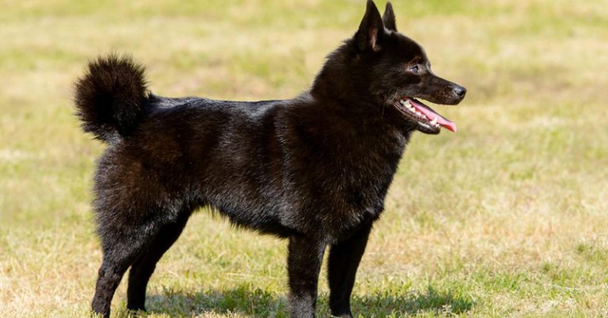 Portrait of a Schipperke, a creature known scientifically as Canis lupus.