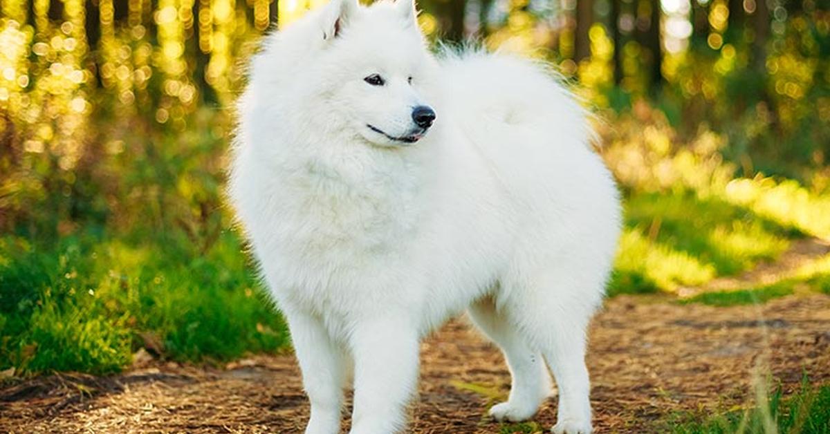 Photograph of the unique Schipperke, known scientifically as Canis lupus.