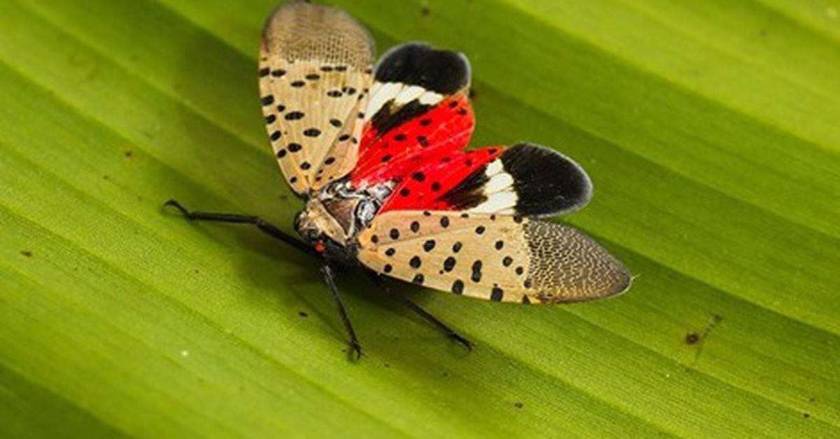 The alluring Spotted Lanternfly, commonly referred to as Belalang Lampu Bercak in Bahasa Indonesia.