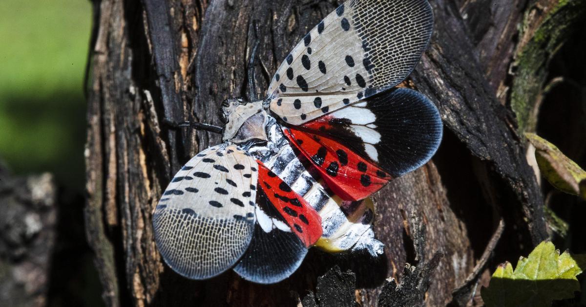 Engaging shot of the Spotted Lanternfly, recognized in Indonesia as Belalang Lampu Bercak.