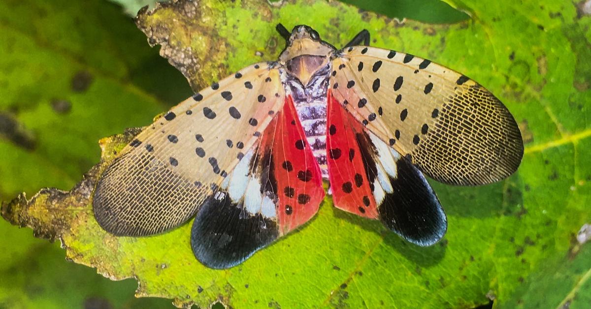 Exquisite image of Spotted Lanternfly, in Indonesia known as Belalang Lampu Bercak.