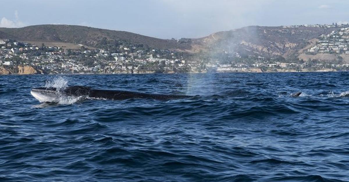 Captured elegance of the Sei Whale, known in Indonesia as Paus Sei.