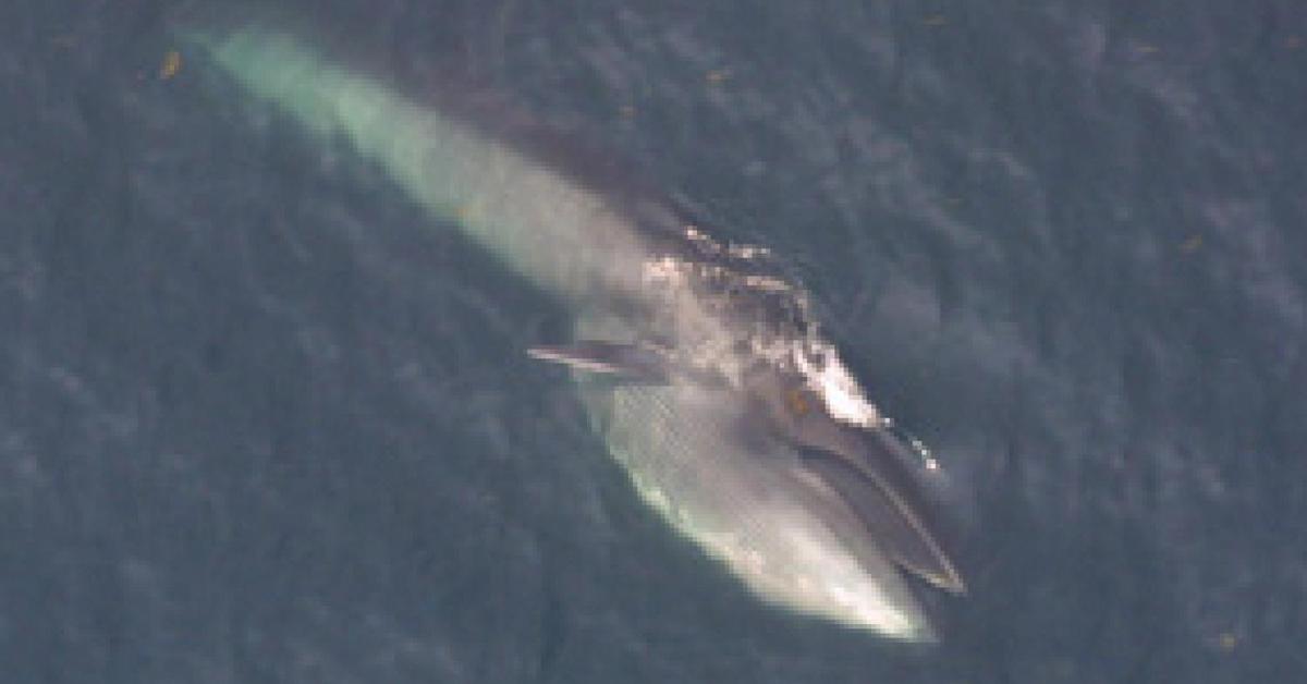 Elegant Sei Whale in its natural habitat, called Paus Sei in Indonesia.