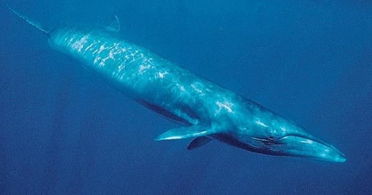 Captured elegance of the Sei Whale, known in Indonesia as Paus Sei.