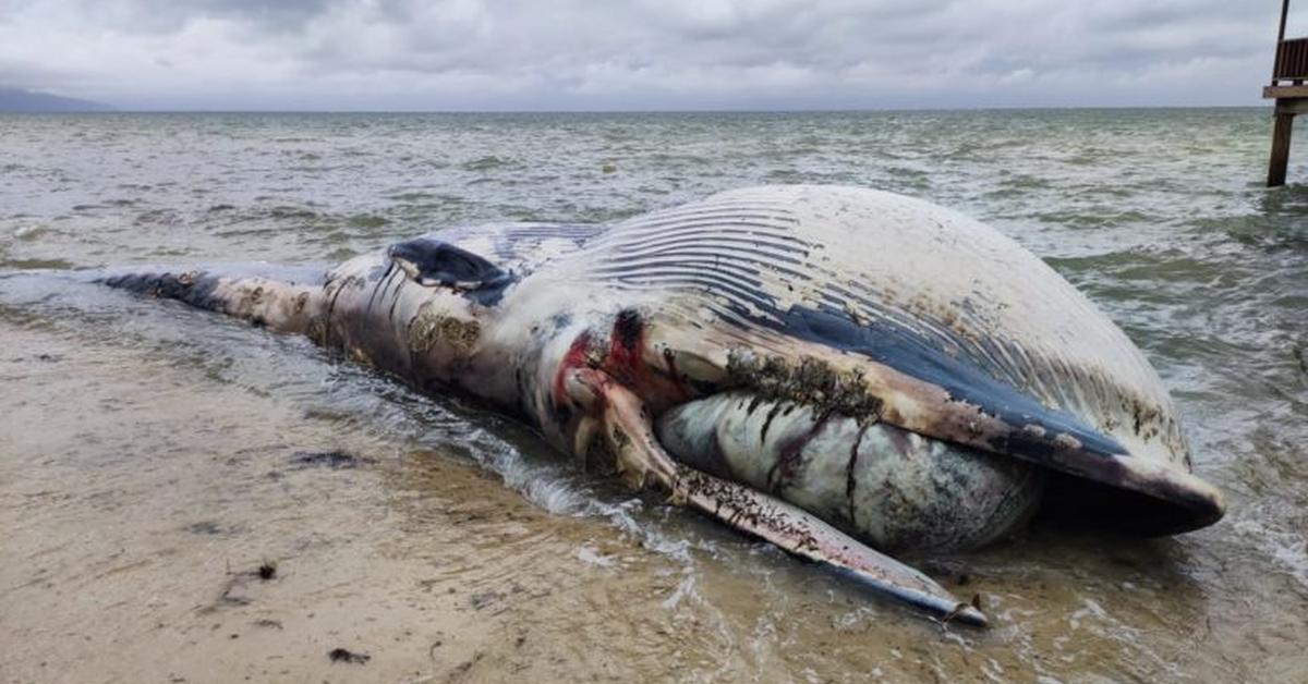 The Sei Whale, an example of Balaenoptera borealis, in its natural environment.