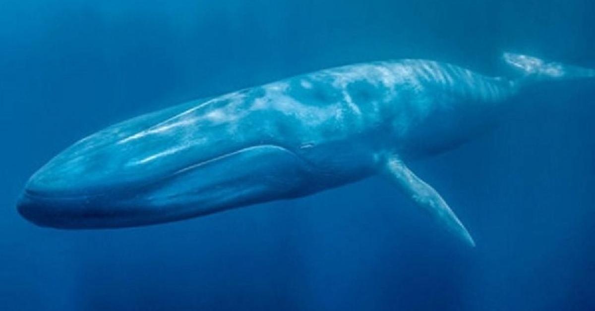 The Sei Whale, a beautiful species also known as Paus Sei in Bahasa Indonesia.