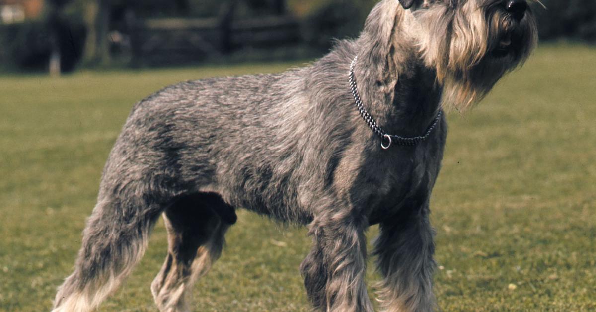 Visual of Standard Schnauzer, or Schnauzer Standar in Indonesian, showcasing its beauty.