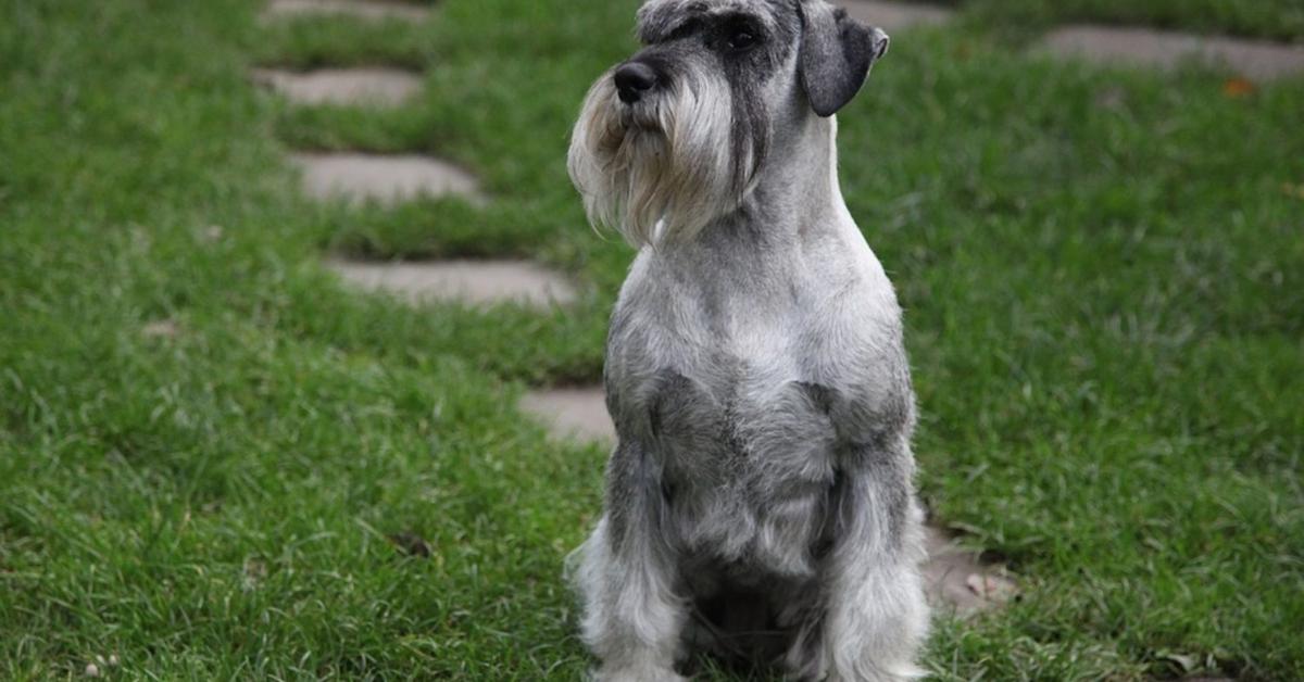 Captured elegance of the Standard Schnauzer, known in Indonesia as Schnauzer Standar.