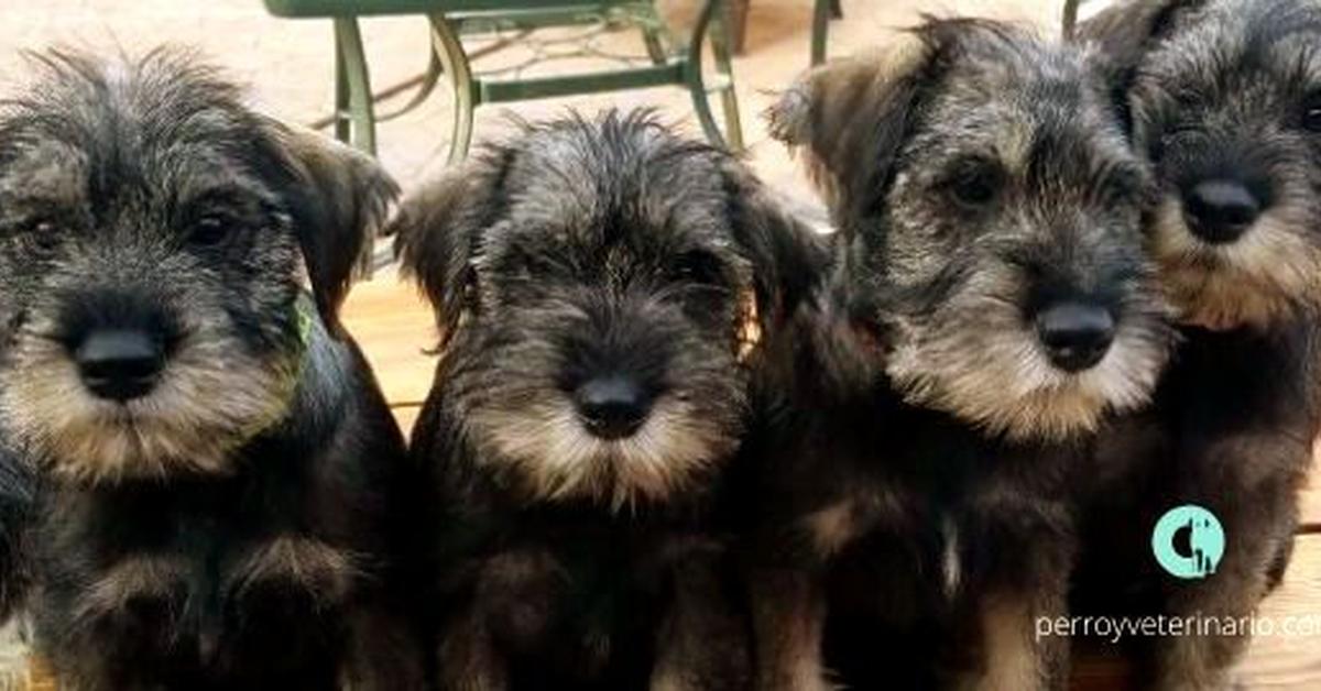 Portrait of a Standard Schnauzer, a creature known scientifically as Canis lupus.