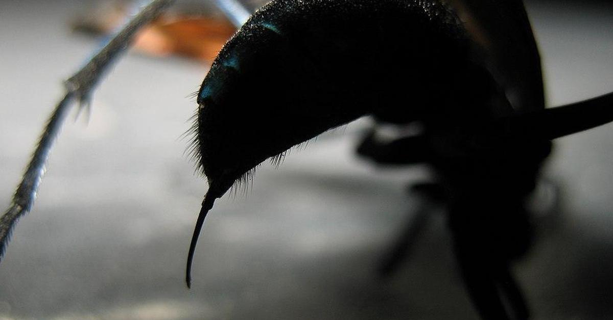 Splendid image of the Spider Wasp, with the scientific name Pompilidae.