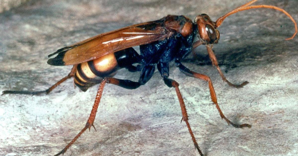 Unique portrayal of the Spider Wasp, also called Tawon Laba-laba in Bahasa Indonesia.