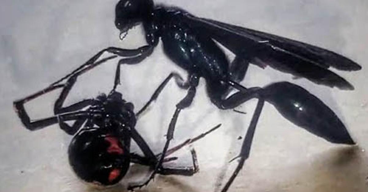 Image of the Spider Wasp (Pompilidae), popular in Indonesia as Tawon Laba-laba.