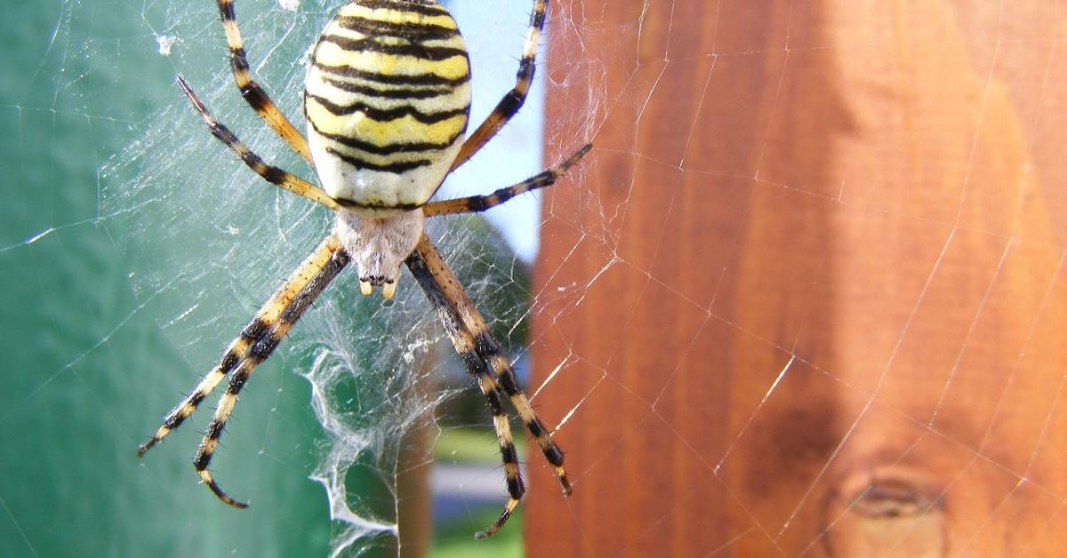 Charming view of the Spider Wasp, in Indonesia referred to as Tawon Laba-laba.