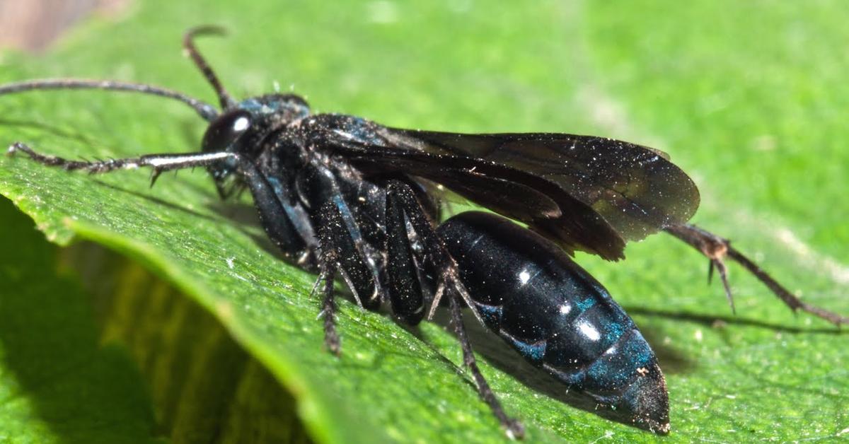 Enchanting Spider Wasp, a species scientifically known as Pompilidae.