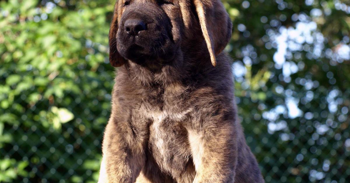 Close encounter with the Spanish Mastiff, scientifically called Canis lupus.