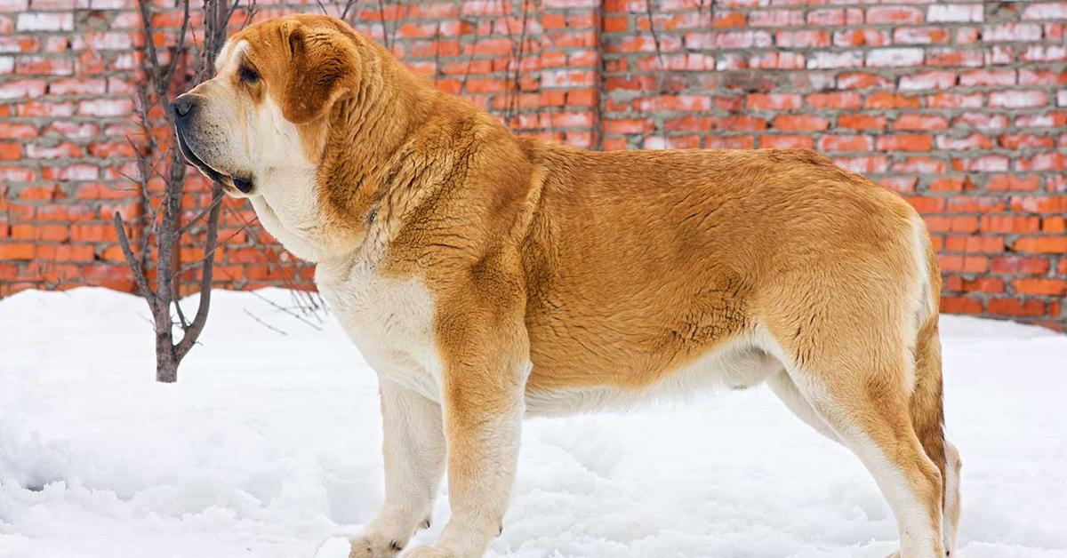 Visual representation of the Spanish Mastiff, recognized in Indonesia as Mastiff Spanyol.